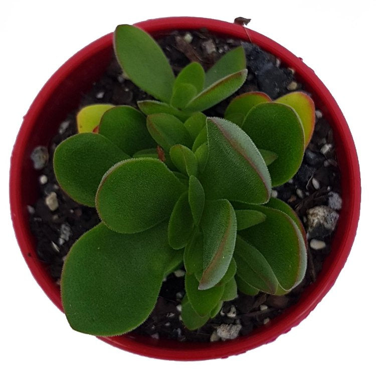 Crassula ‘Rana’ with red-tipped leaves