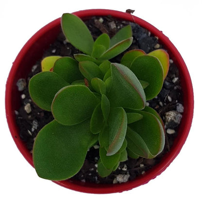 Crassula ‘Rana’ with red-tipped leaves
