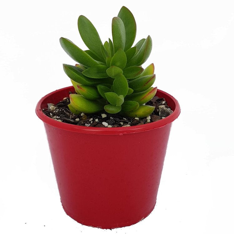 Crassula ‘Rana’ compact rosette