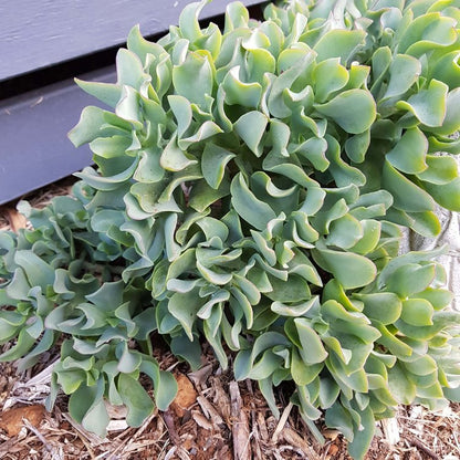 Crassula Undulatifolia Ripple Jade - Cutting