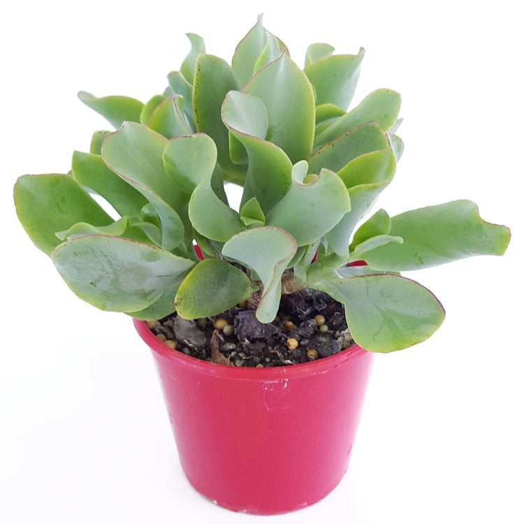 Crassula Undulatifolia Ripple Jade - Cutting