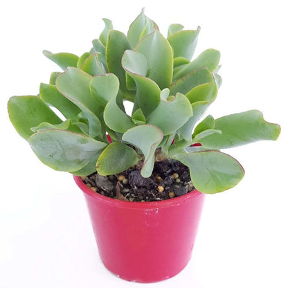 Crassula Undulatifolia Ripple Jade - Cutting