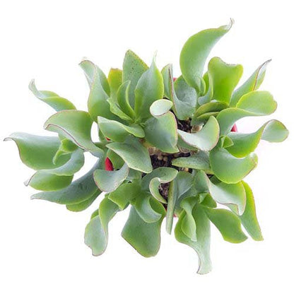 Crassula Undulatifolia Ripple Jade - Cutting