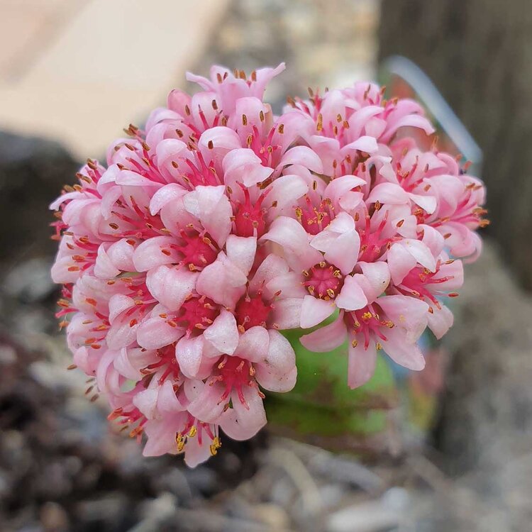 Crassula Springtime