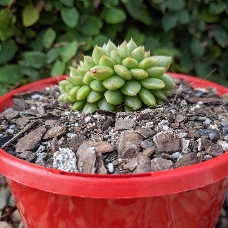 Unusual crested Echeveria Gilva succulent