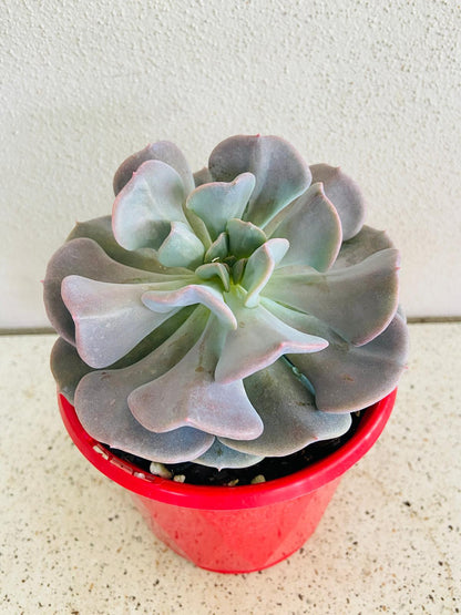 Cubic Frost Echeveria showing blue-grey leaves with pink leaf edges