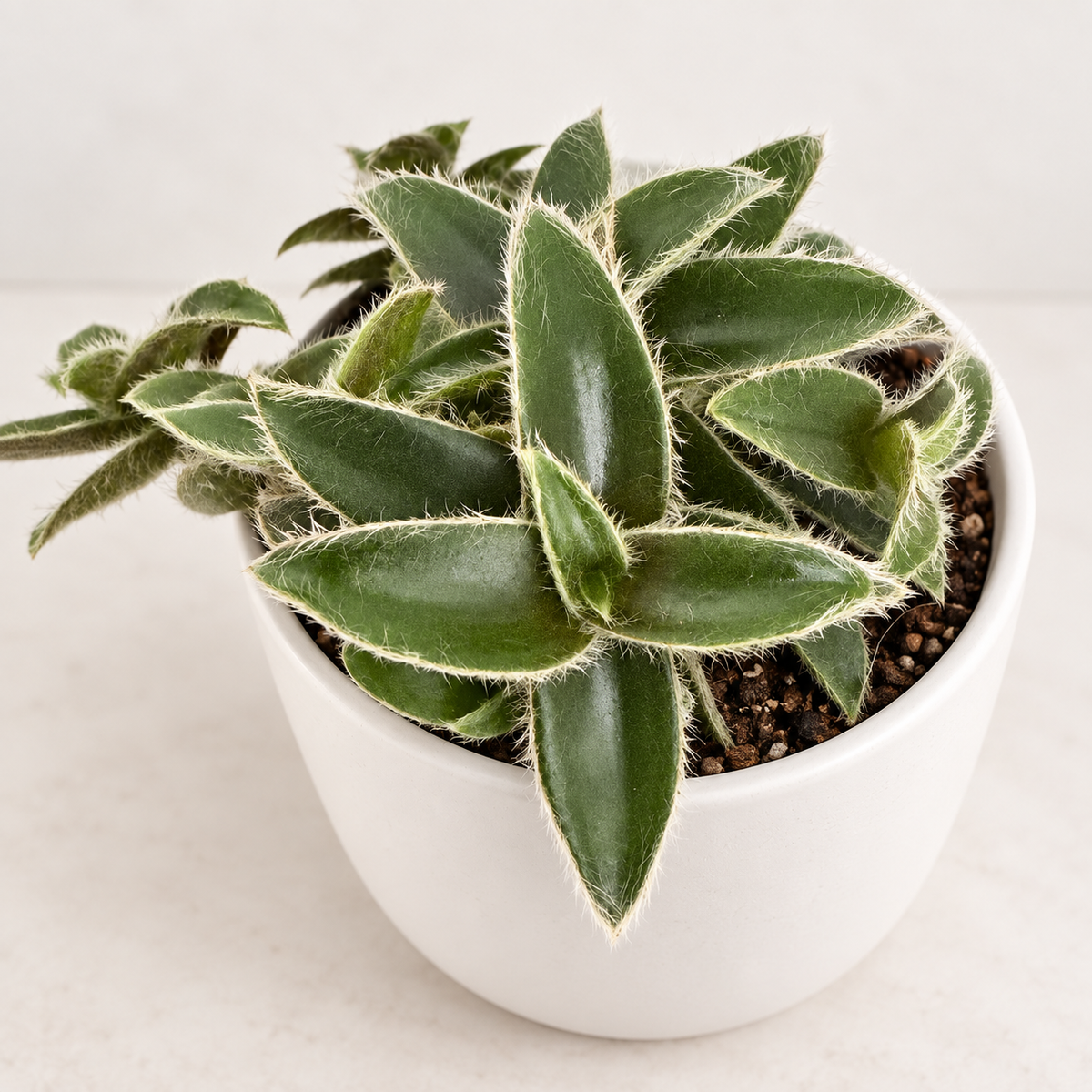 Cyanotis somaliensis ‘Kitten Ears’ – Fuzzy Trailing Plant Succulents World