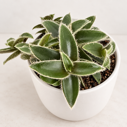 Cyanotis somaliensis ‘Kitten Ears’ – Fuzzy Trailing Plant Succulents World