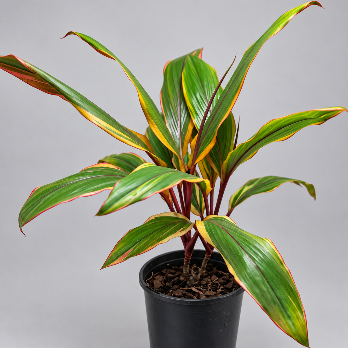 Cordyline fruticosa ‘Early Morning Diamond’ – Colourful Tropical Plant Succulents World
