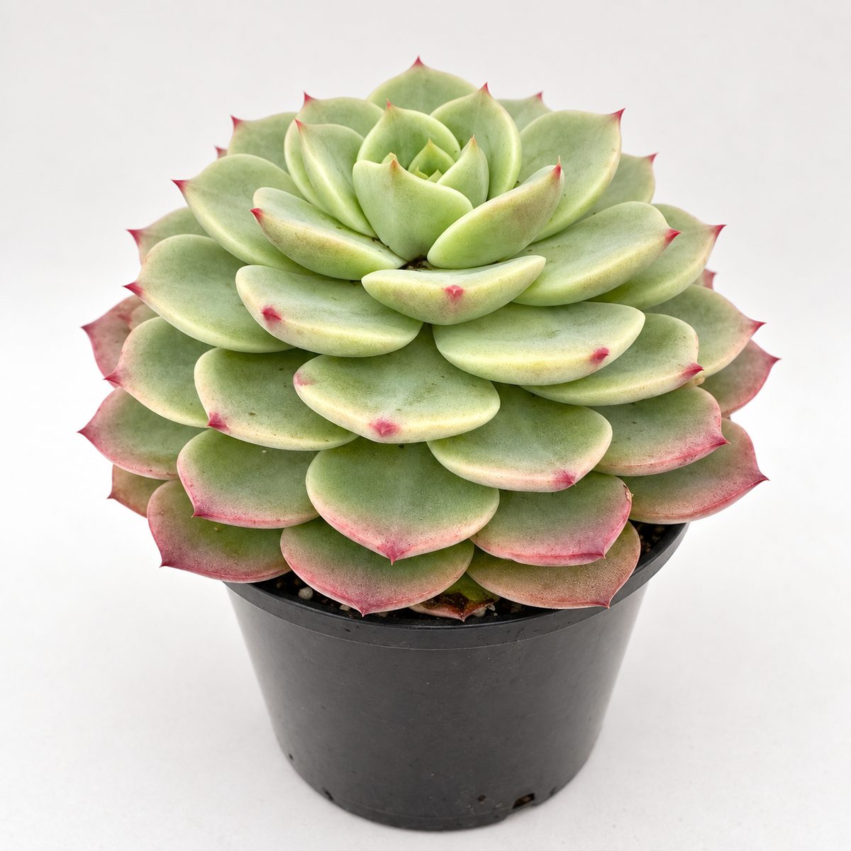 Echeveria ‘Donna Anna’ – Colourful Rosette Succulent Succulents World