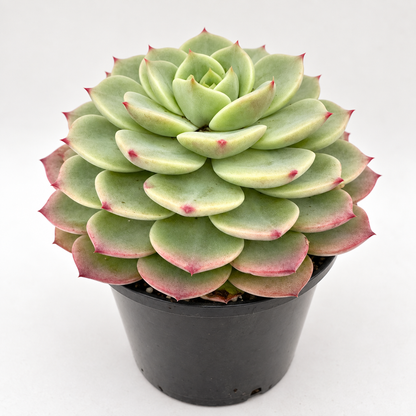 Echeveria ‘Donna Anna’ – Colourful Rosette Succulent Succulents World