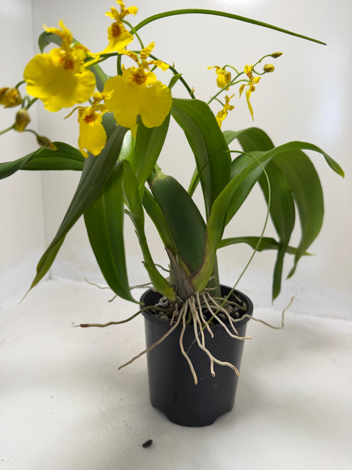 Oncidesa Saint Dawn Gold Succulents World