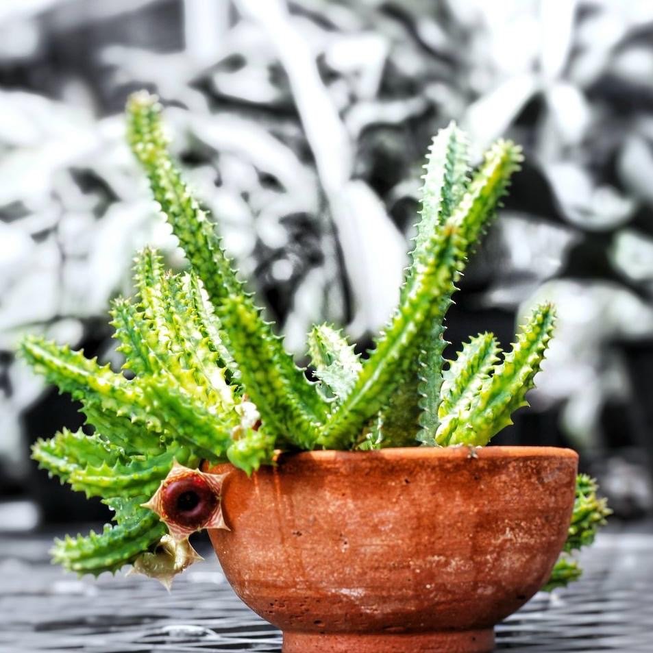 Huernia Zebrina Variegata