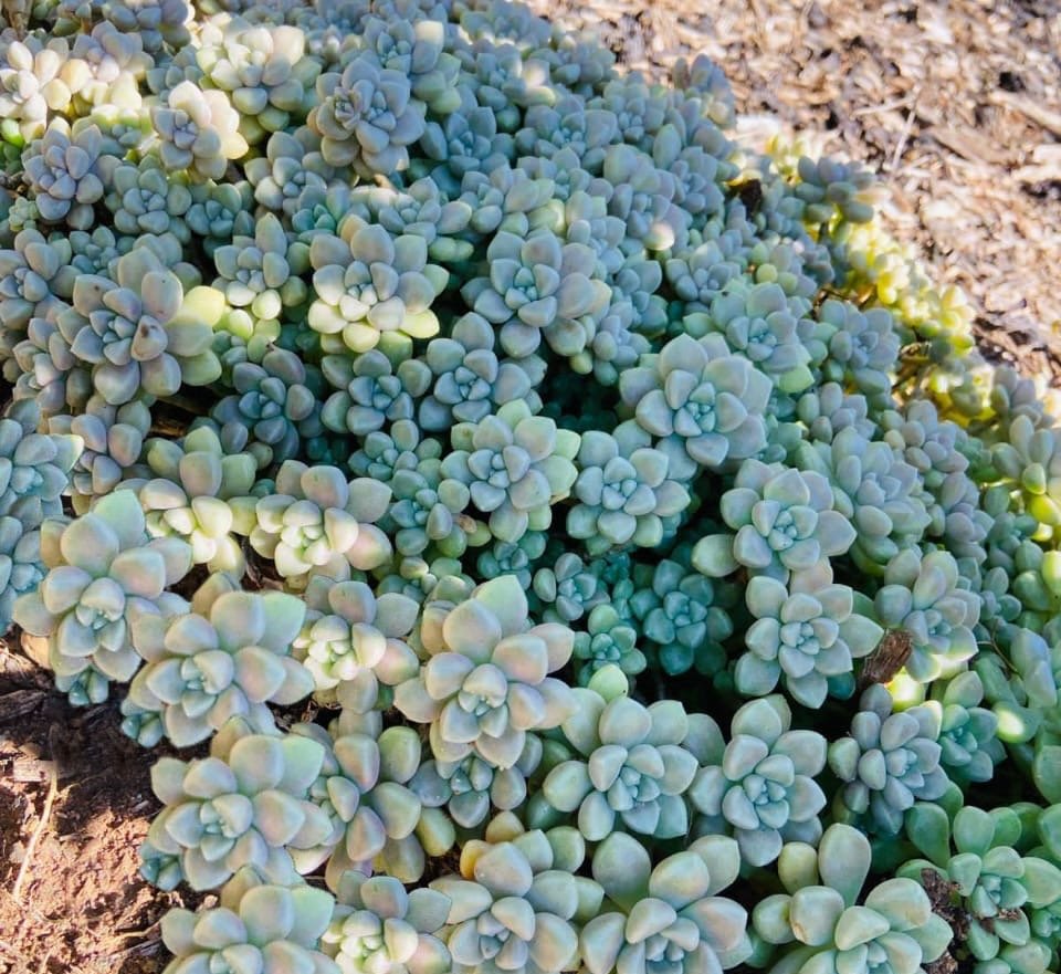 Graptopetalum Mendozae  - Cutting