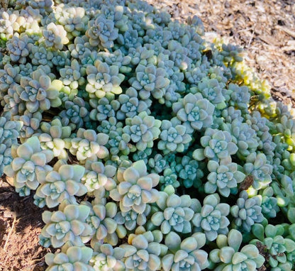 Graptopetalum Mendozae  - Cutting