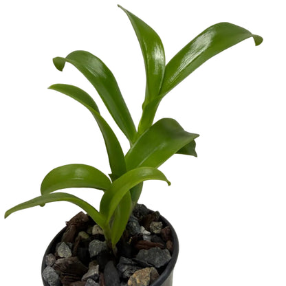 Den Everlasting Love Dendrobium Orchid with long-lasting colourful flowers
