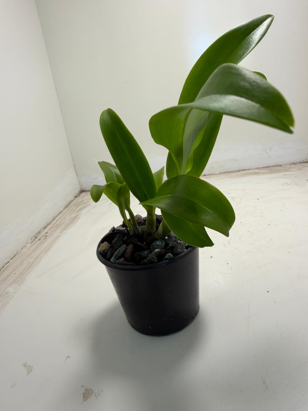 Den Everlasting Love easy care orchid for indoor homes and patios