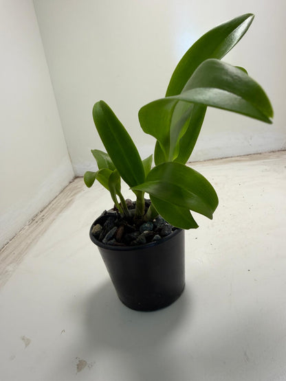 Den Everlasting Love easy care orchid for indoor homes and patios