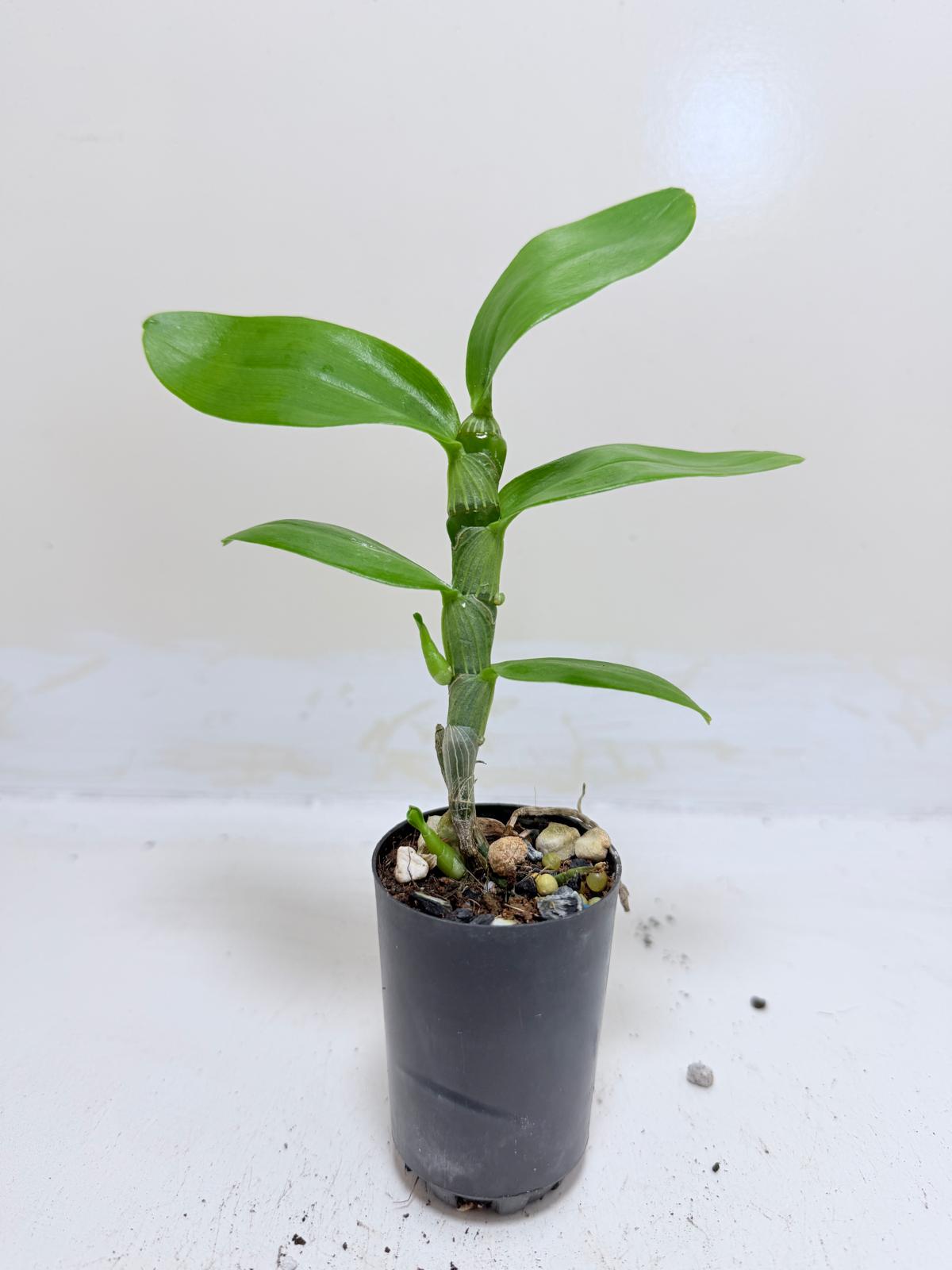 Dendrobium Colour Dance - 50mm Succulents World