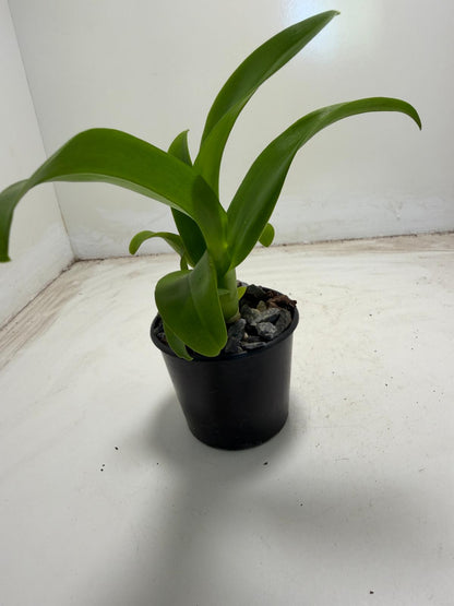 Den Everlasting Love orchid growing in a 70mm black pot