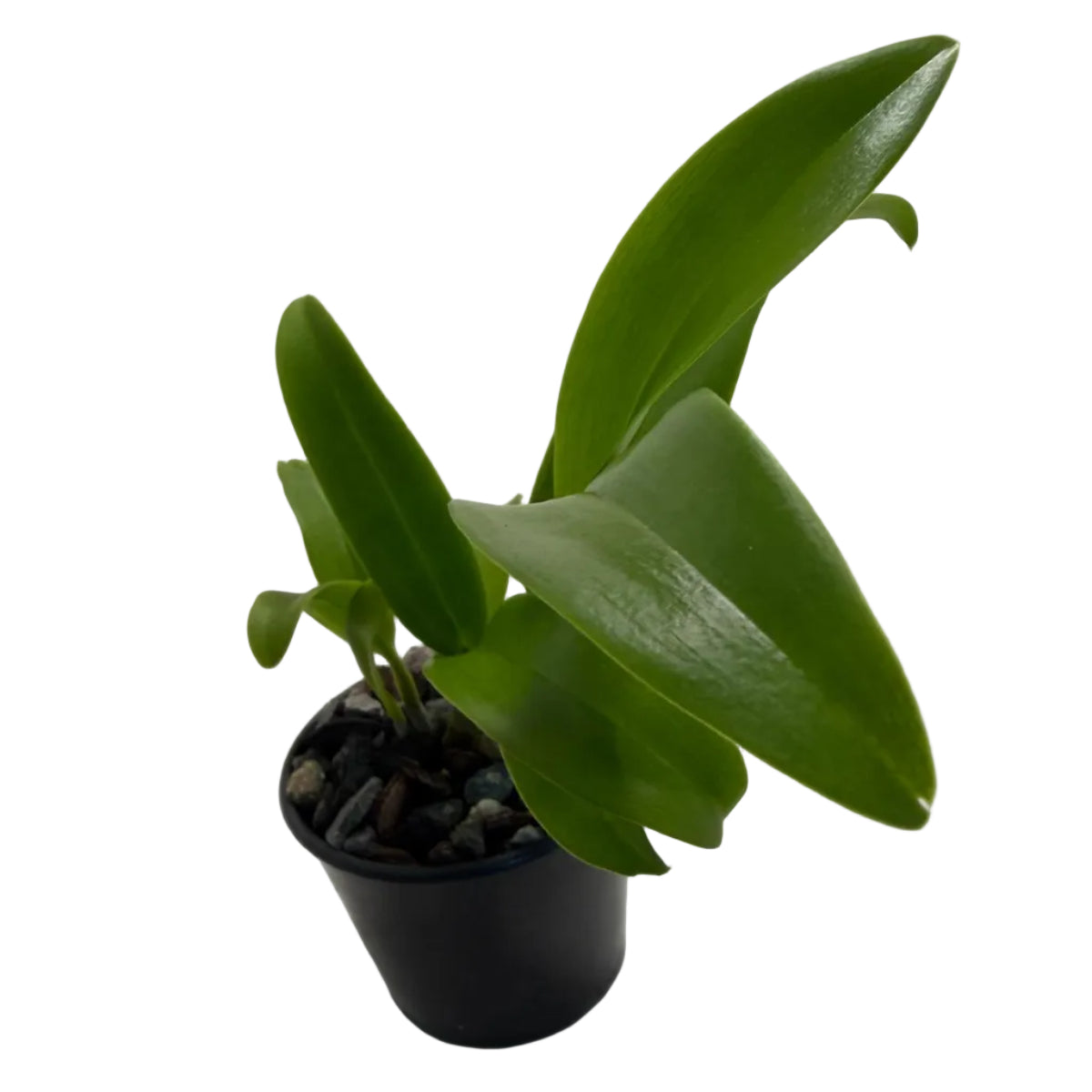 Dendrobium Everlasting Love orchid producing vibrant indoor blooms