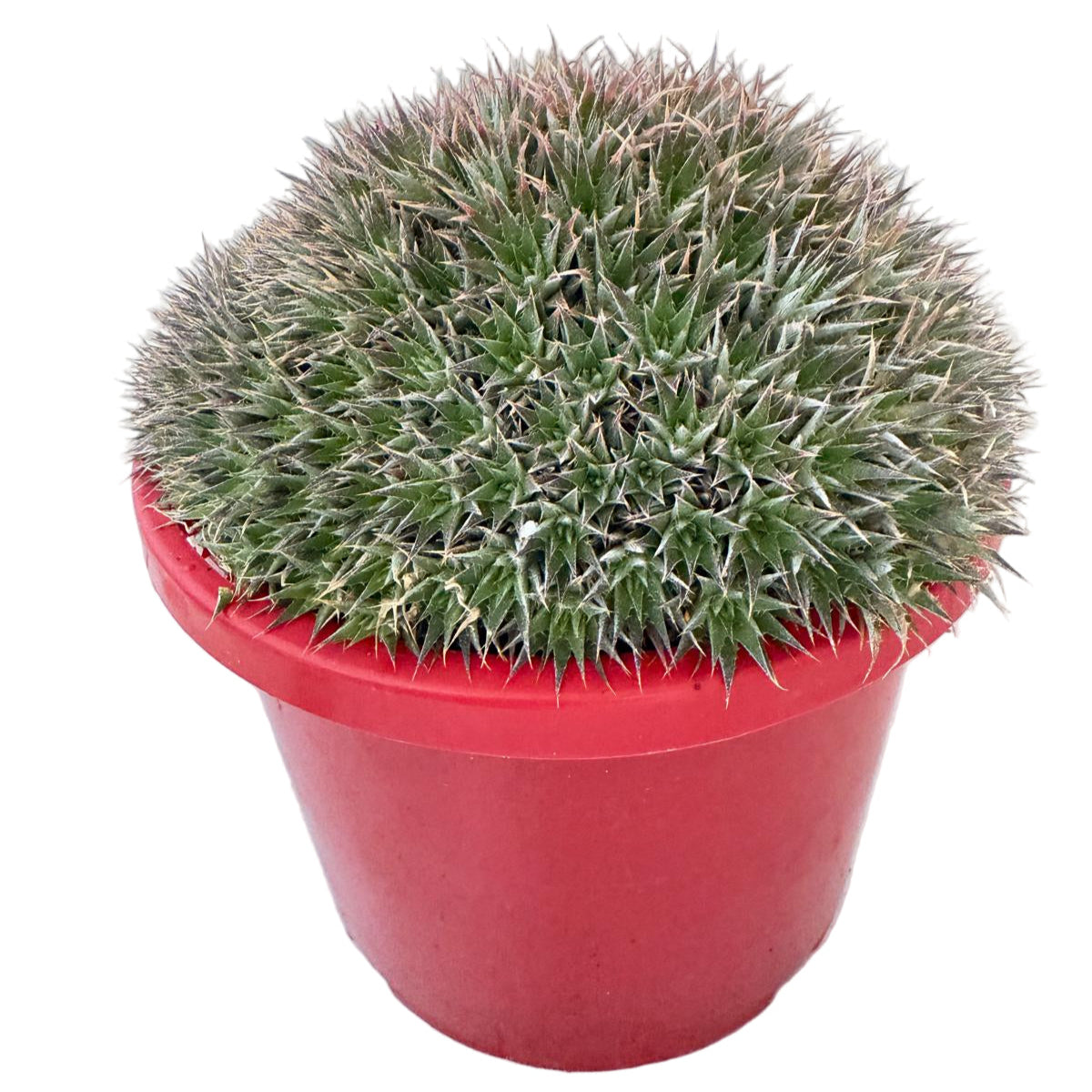 Deuterocohnia in 190mm pot