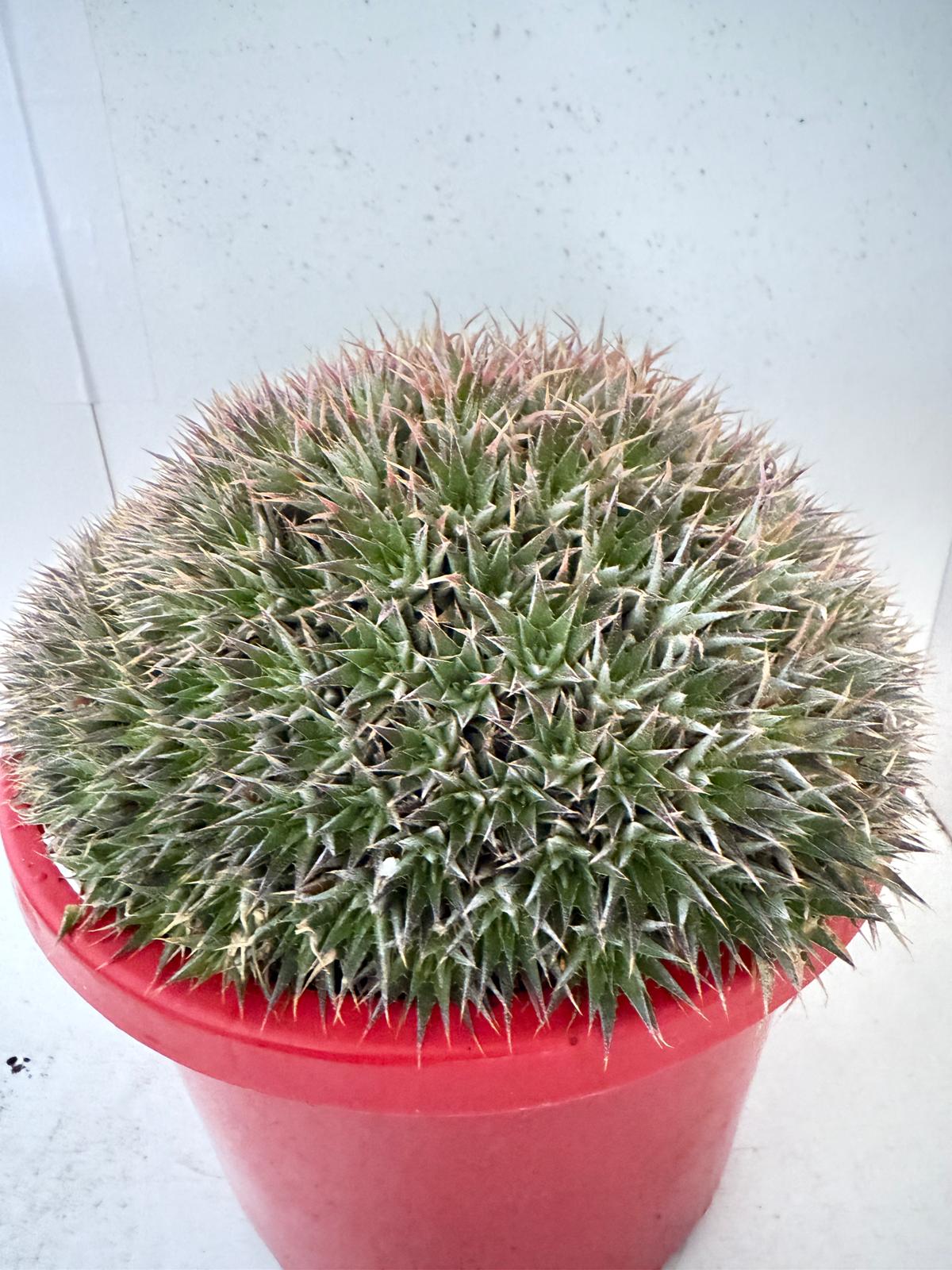 Deuterocohnia for Australian gardens