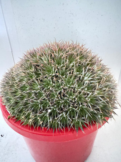 Deuterocohnia for Australian gardens