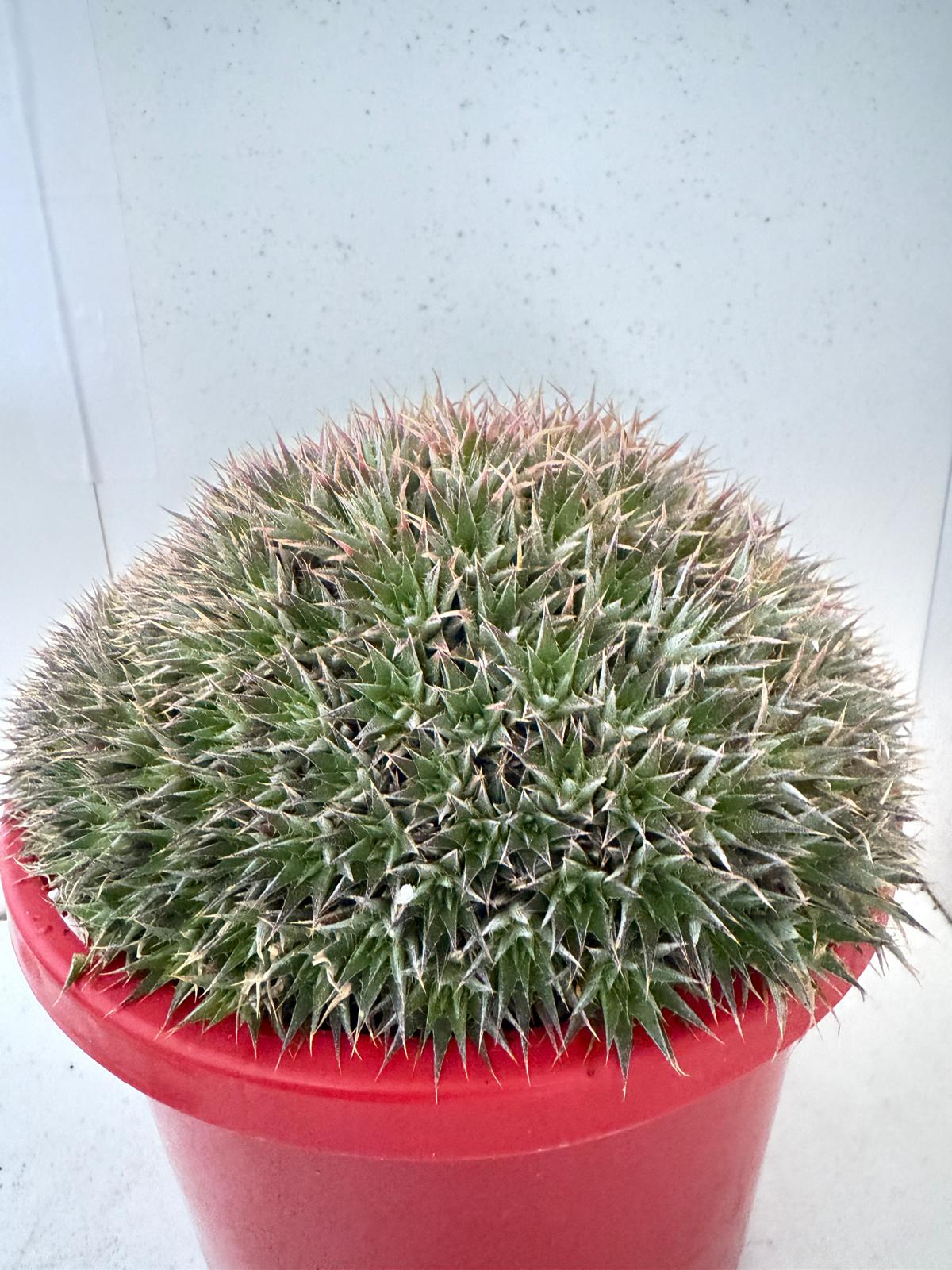 Deuterocohnia clumping plant
