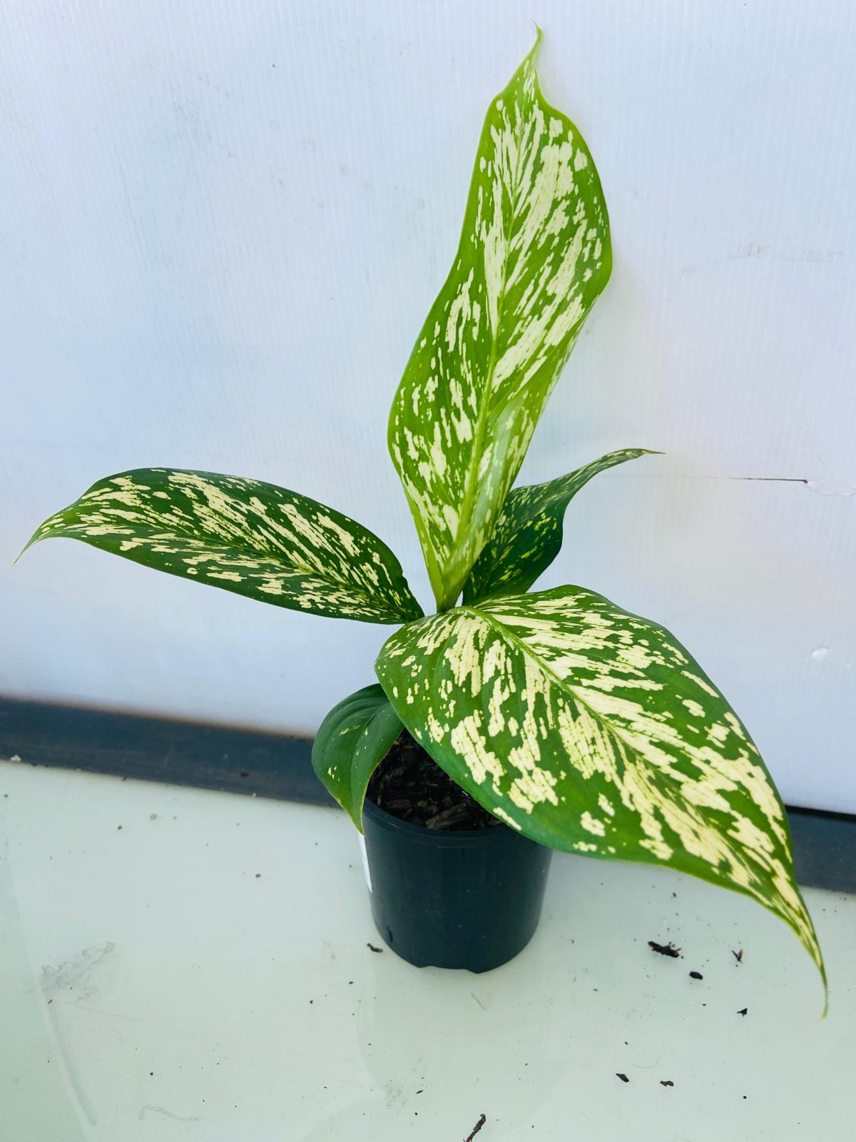 Dieffenbachia White Blizzard growing in a 100mm nursery container
