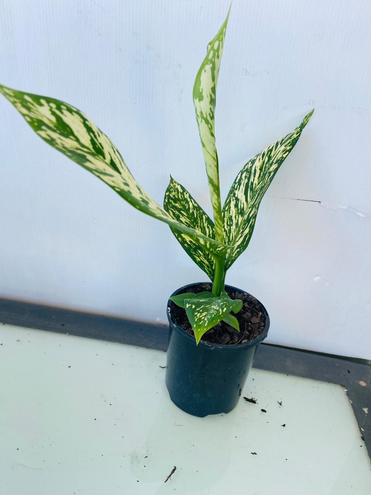 Dieffenbachia White Blizzard growing as an indoor foliage plant