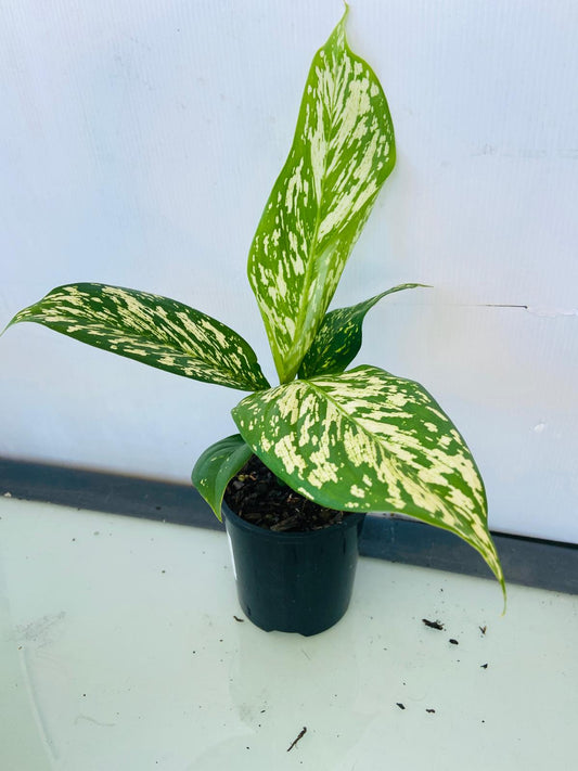 Dieffenbachia White Blizzard with large variegated white and green leaves