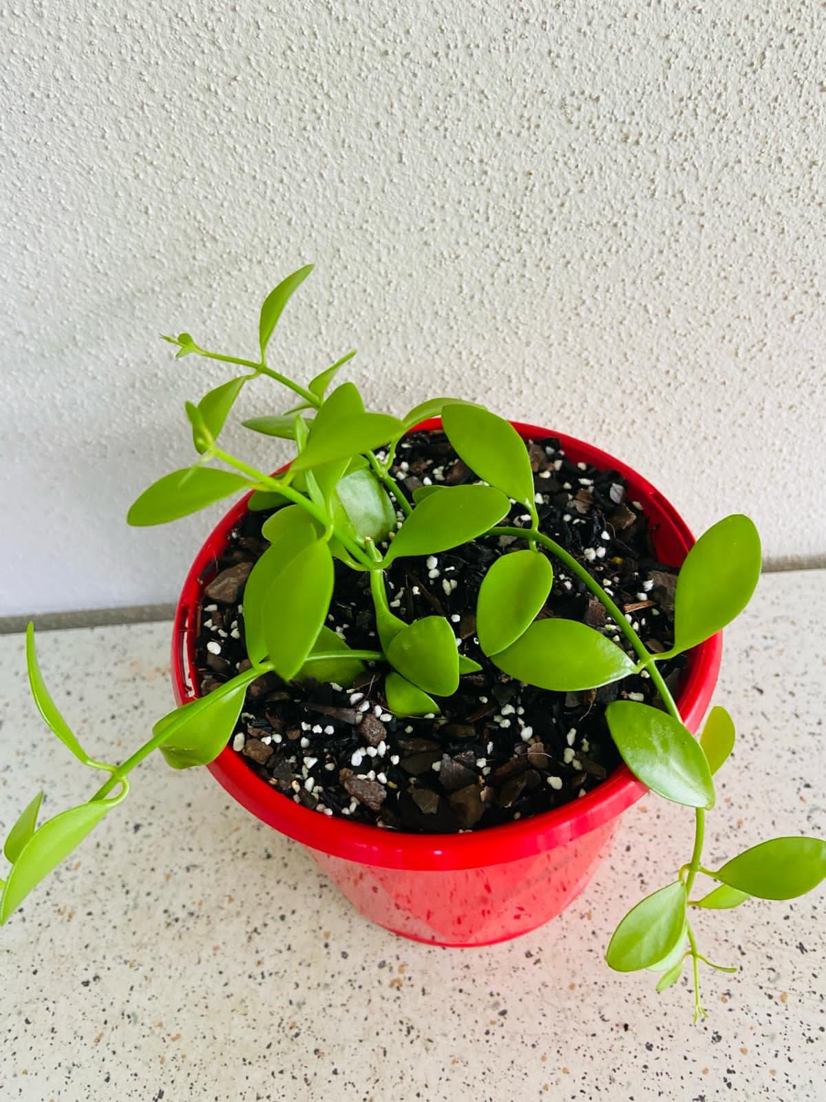 Dischidia oiantha Button Orchid succulent with round green button-like leaves