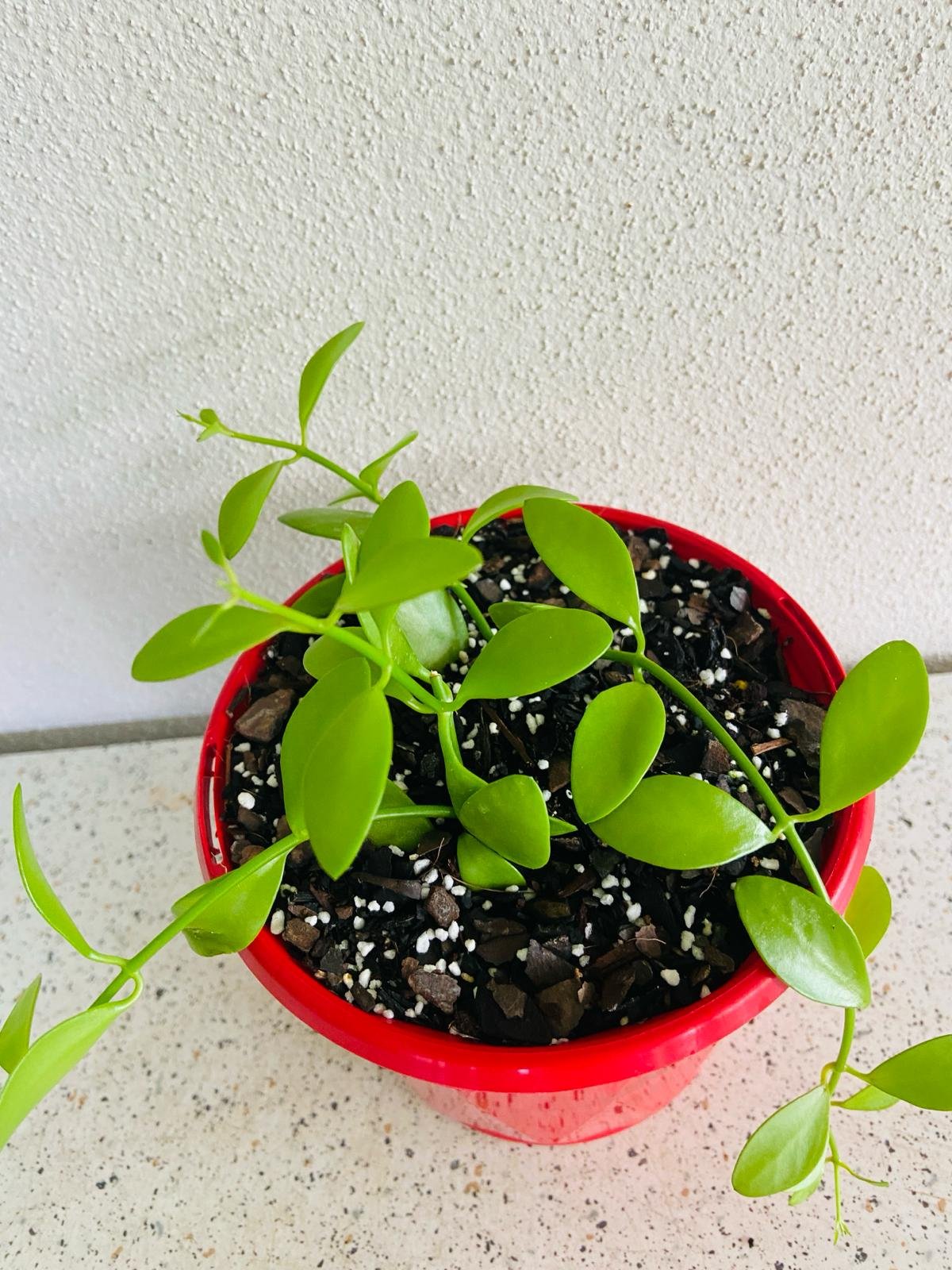 Dischidia oiantha indoor plant with compact round foliage for home decor
