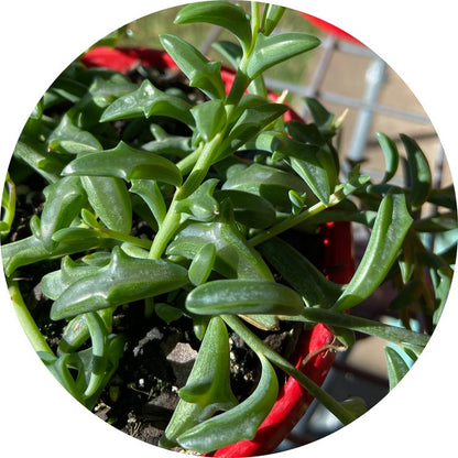 Senecio Peregrinus Dolphin Necklace