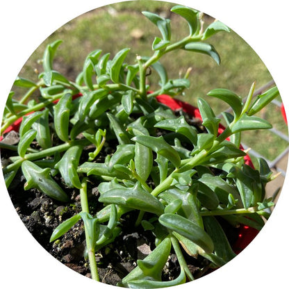 Senecio Peregrinus Dolphin Necklace