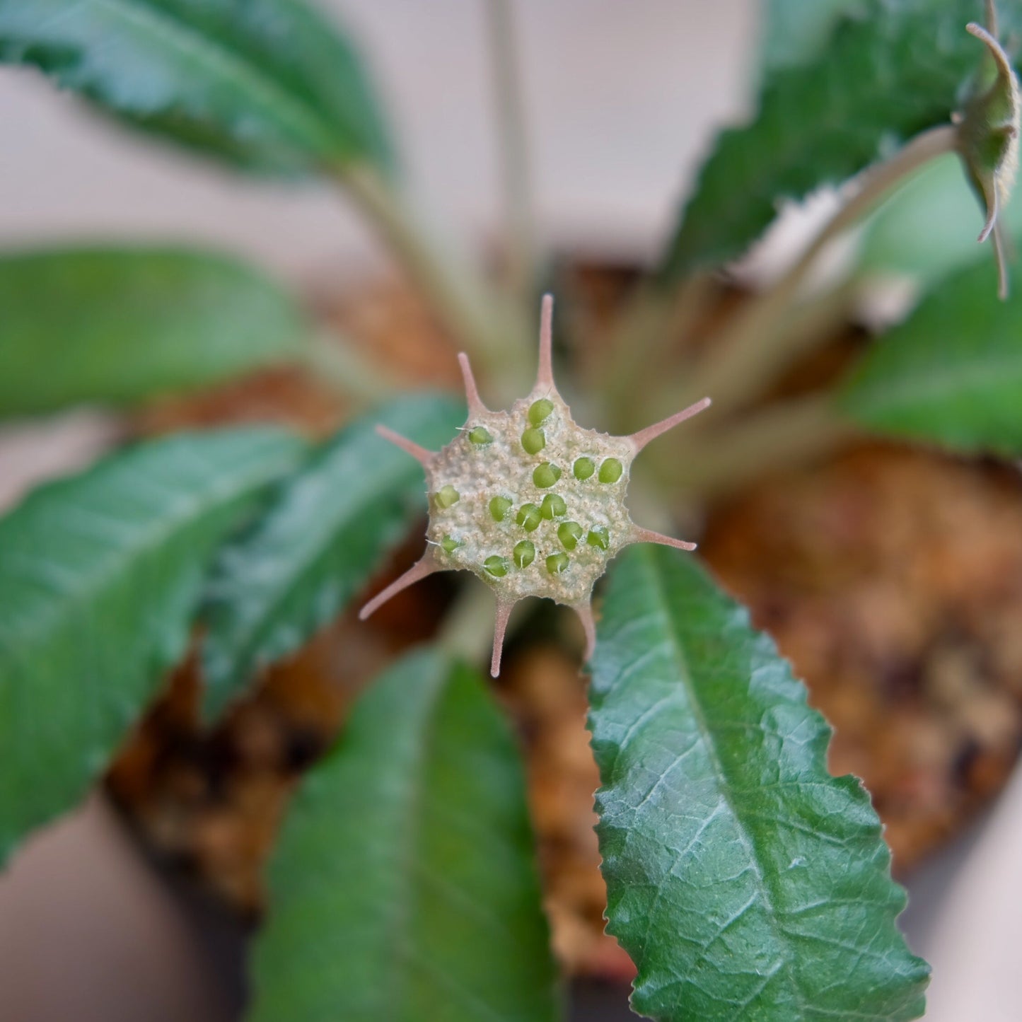 Dorstenia foetida caudex plant showing its unusual sculptural growth form