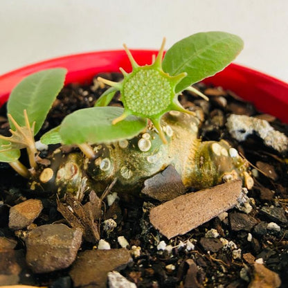 Dorstenia foetida with textured green leaves growing from branching stems