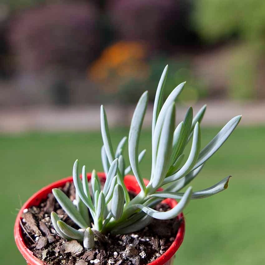Dwarf Blue Chalk Sticks succulent showing short chalky blue leaves