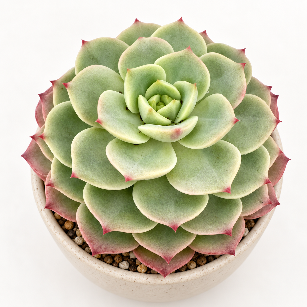 Echeveria ‘Donna Anna’ – Colourful Rosette Succulent Succulents World