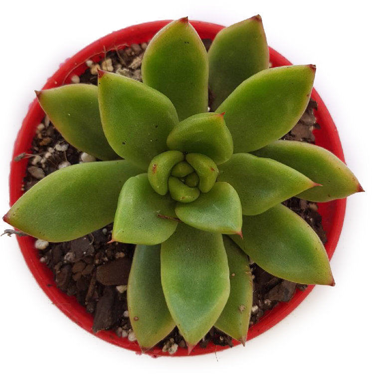 Close-up of the red margins and pointed leaves of Echeveria agavoides