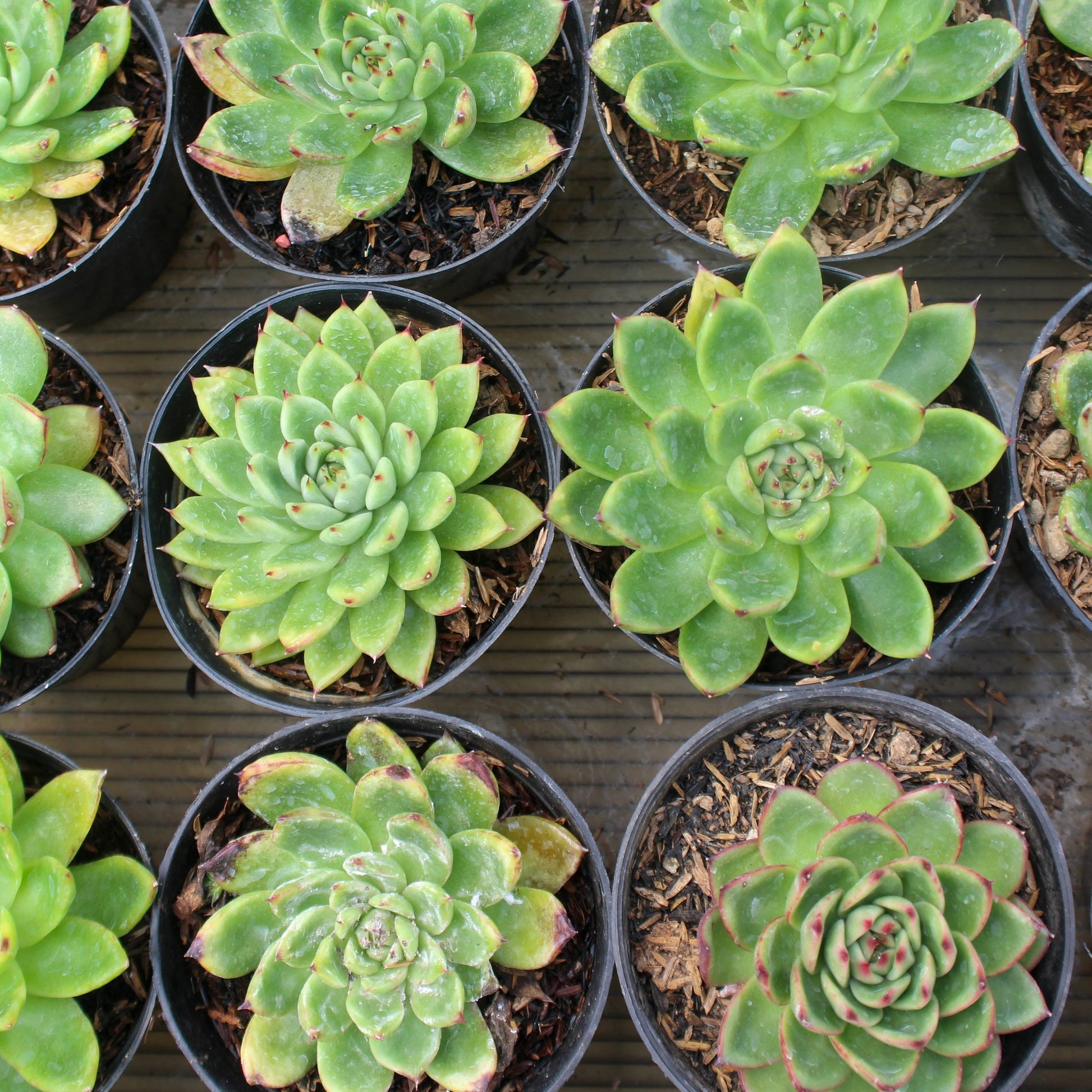 Echeveria agavoides Lipstick Echeveria in a 130mm nursery pot
