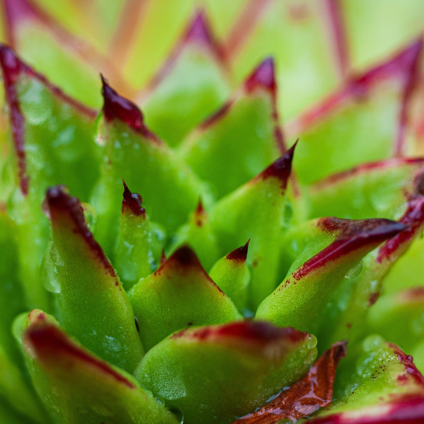 Echeveria agavoides Lipstick succulent in a 130mm nursery pot