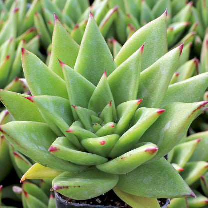 Echeveria agavoides with red-edged pointed leaves