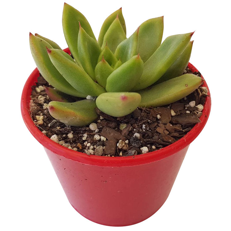 Compact rosette of Lipstick Echeveria with green and red foliage