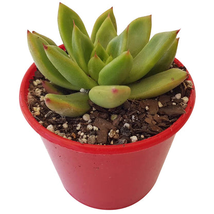 Compact rosette of Lipstick Echeveria with green and red foliage