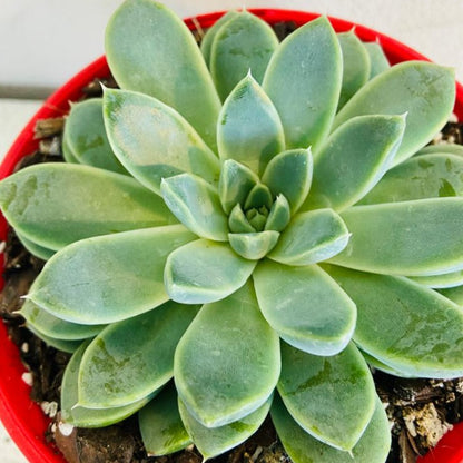 Echeveria Alabaster Magic succulent in a 130mm nursery pot