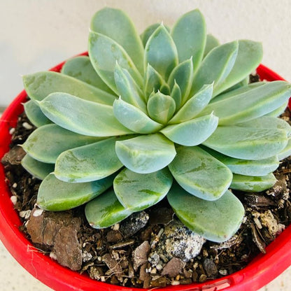 Pale silvery rosette of Echeveria Alabaster Magic