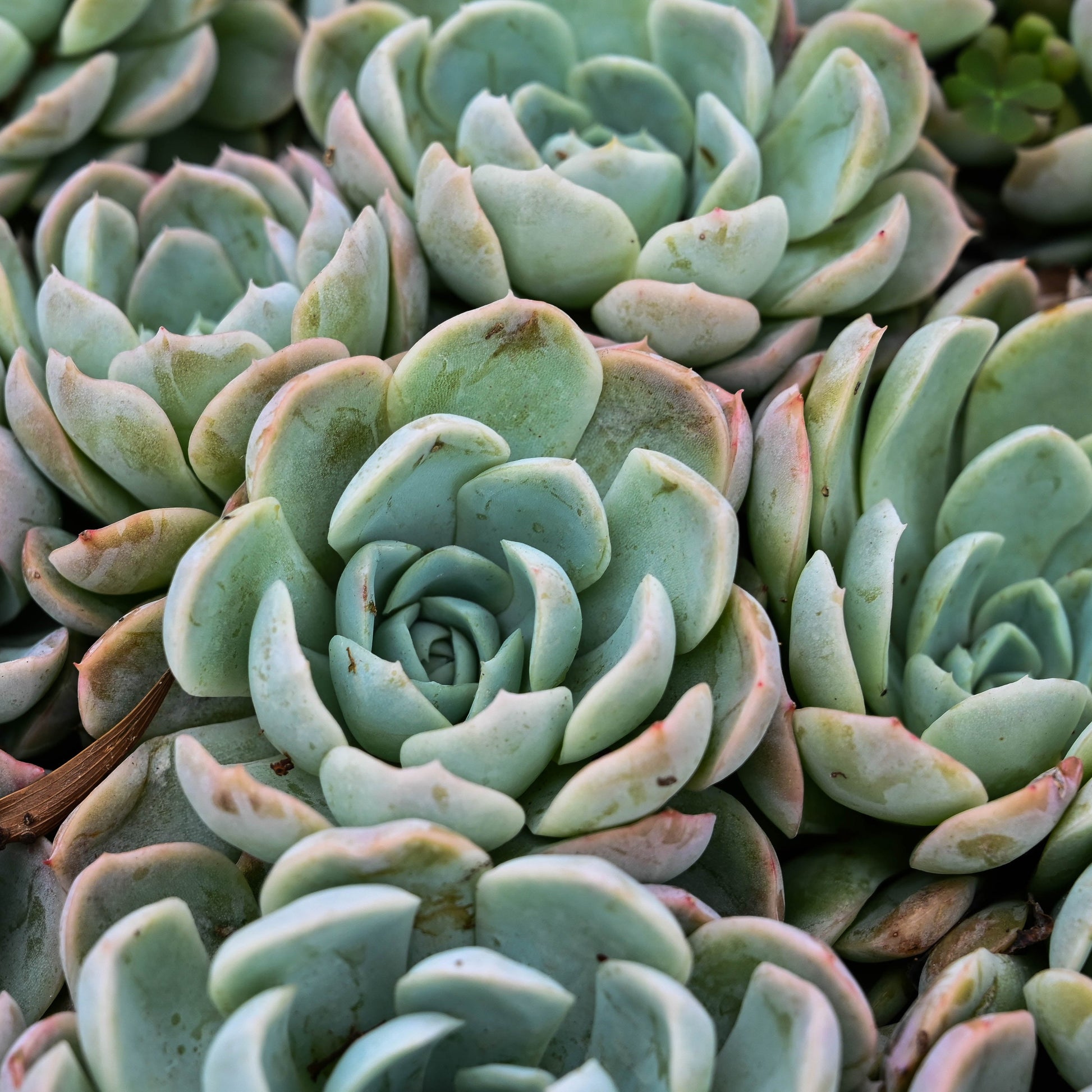 Echeveria albicans White Ghost succulent in an 80mm nursery pot