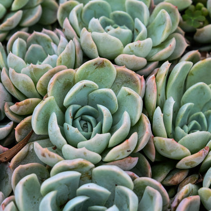 Echeveria albicans White Ghost succulent in an 80mm nursery pot